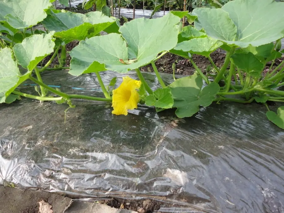 かぼちゃの人工授粉①