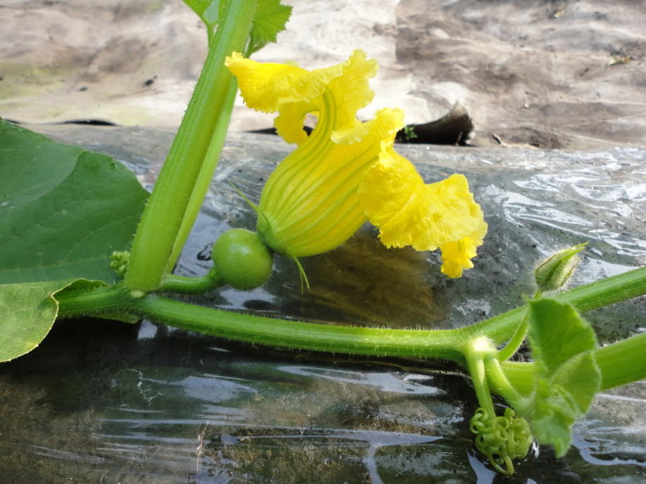かぼちゃの雌花と人工授粉①