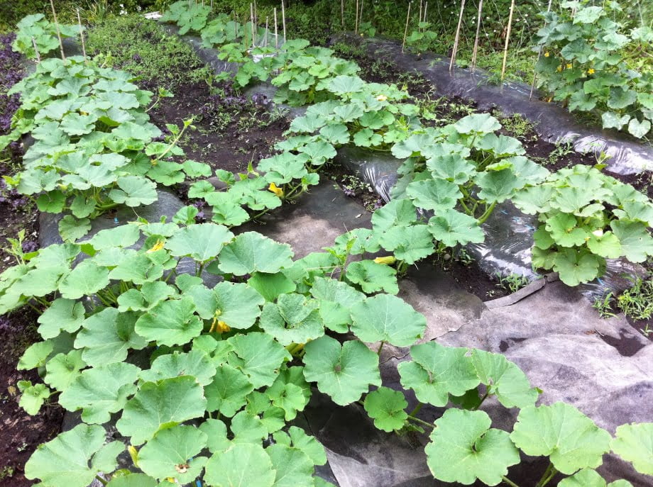 かぼちゃの生育状況①(6月中旬)