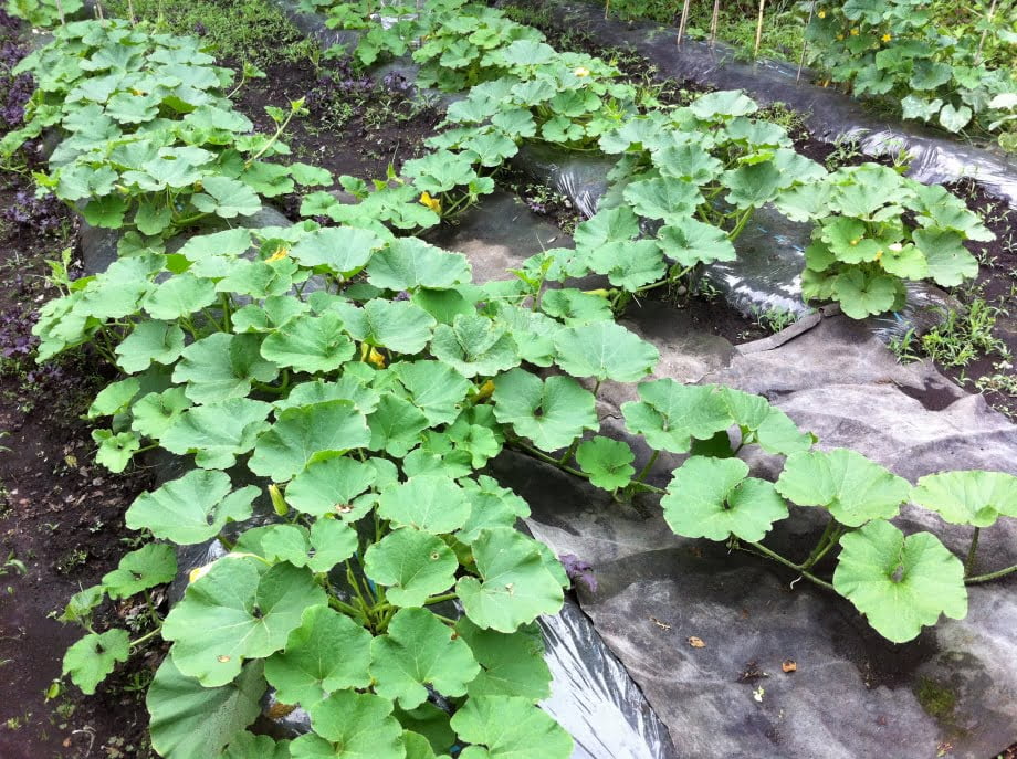 かぼちゃの生育状況②(6月中旬)