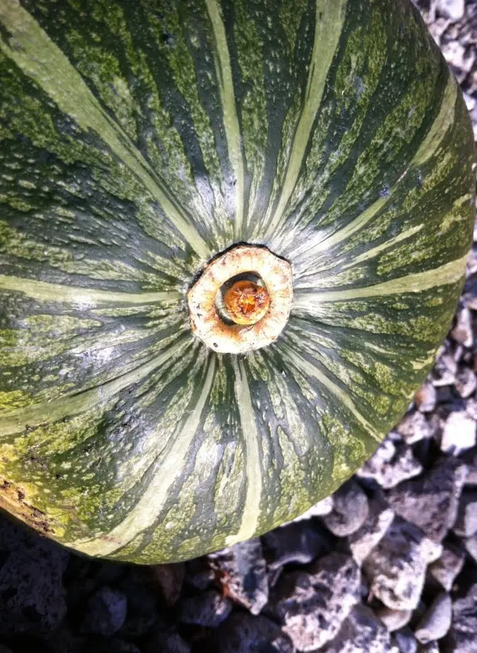 収穫したかぼちゃの底面
