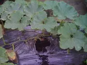 梅雨で病気発生のかぼちゃ②