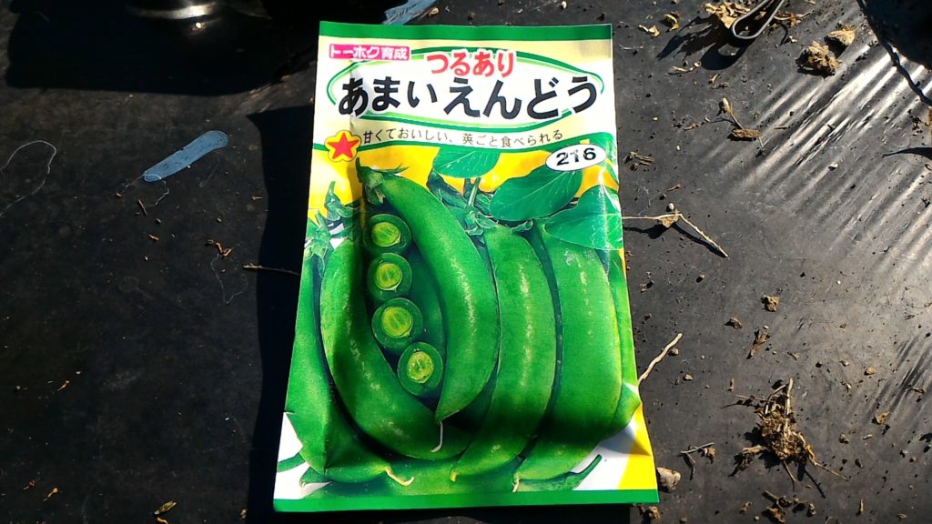 スナップえんどうの種①(11月3日)