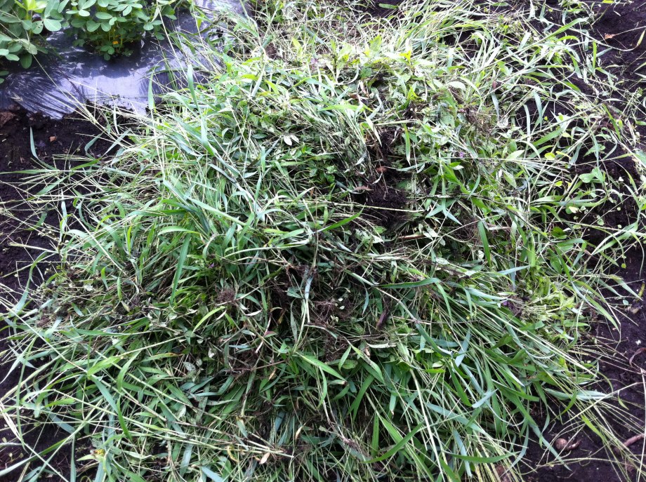 除草作業後の雑草