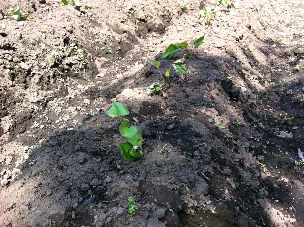 植え付け後のさつまいもの定着②(5月27日)