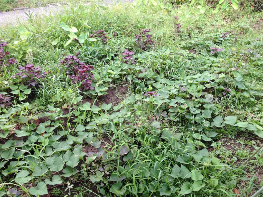 雑草だらけのさつまいも畑(7月下旬)