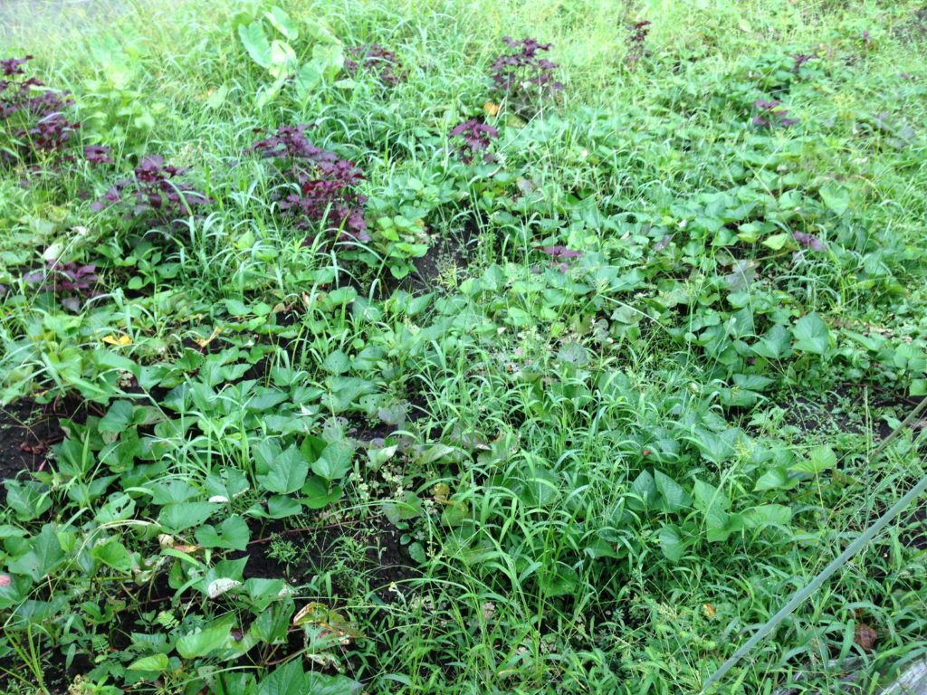 雑草だらけのさつまいも畑②(7月下旬)