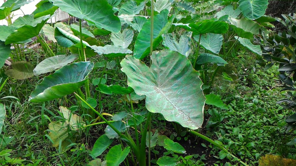 収穫間近の里芋①(9月6日)