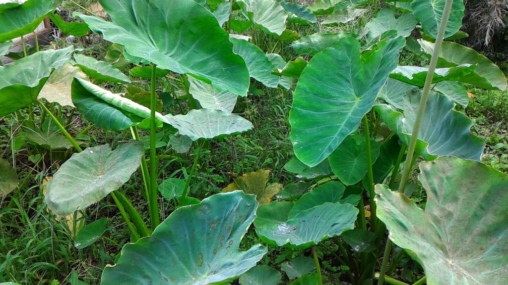 収穫間近の里芋②(9月6日)