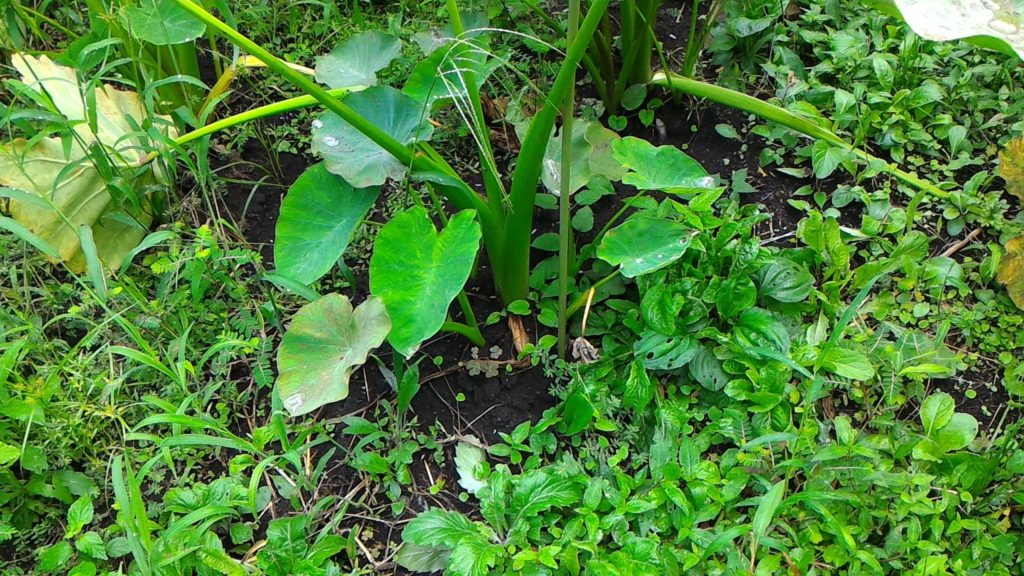 収穫間近の里芋③(9月6日)