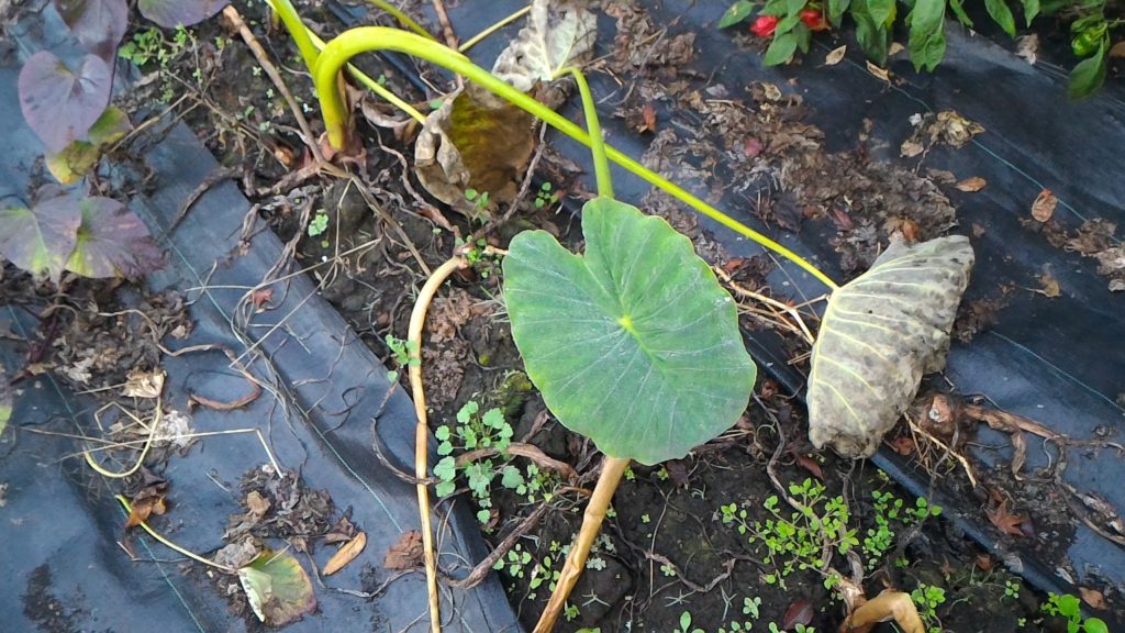 収穫適期の里芋①(11月18日)