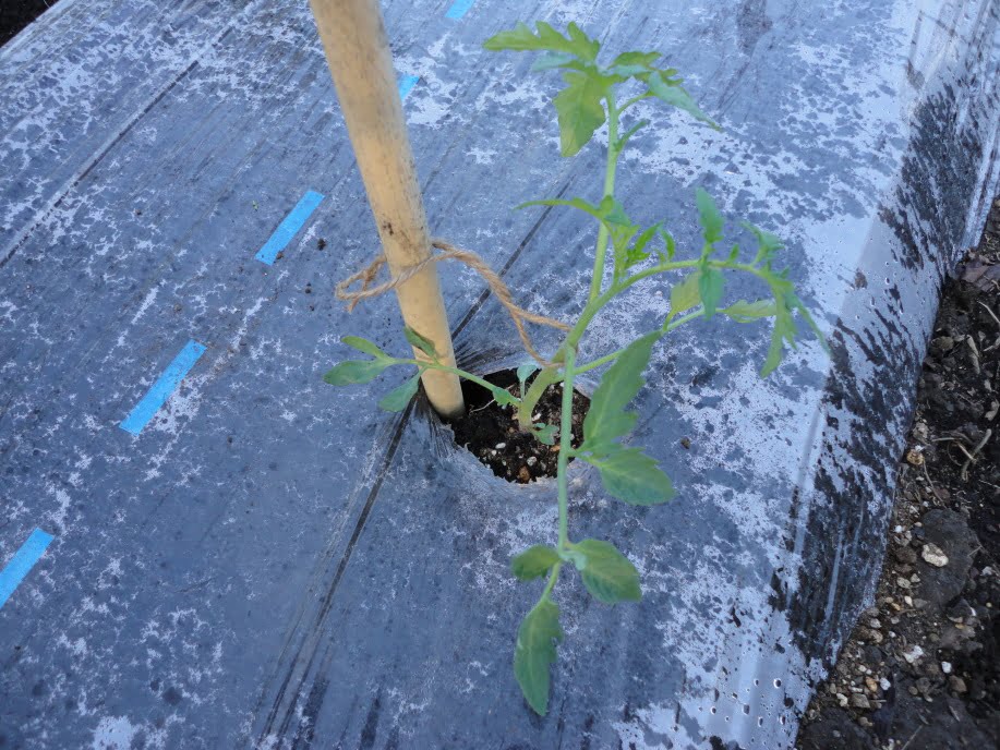 トマトの苗の植え付け②