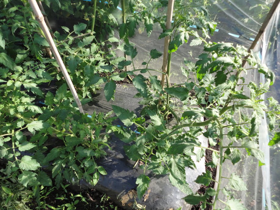 トマトの2本仕立て①