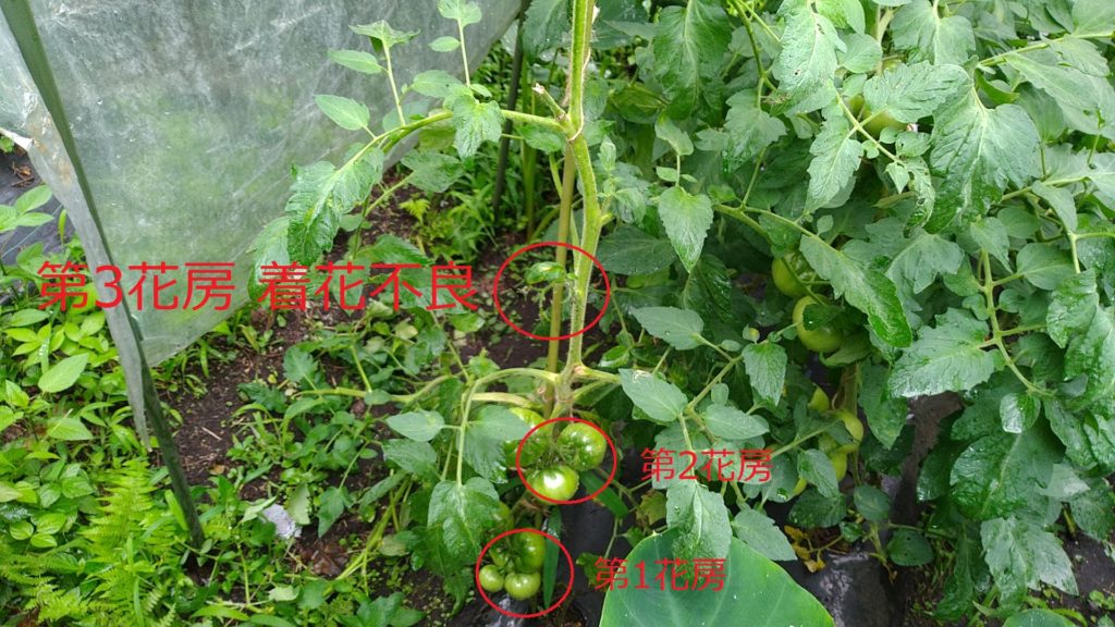 トマトの着花不良(7月6日)