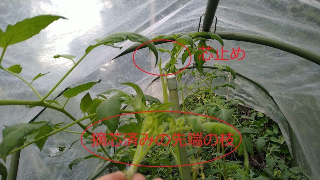 トマトの摘芯(7月8日)