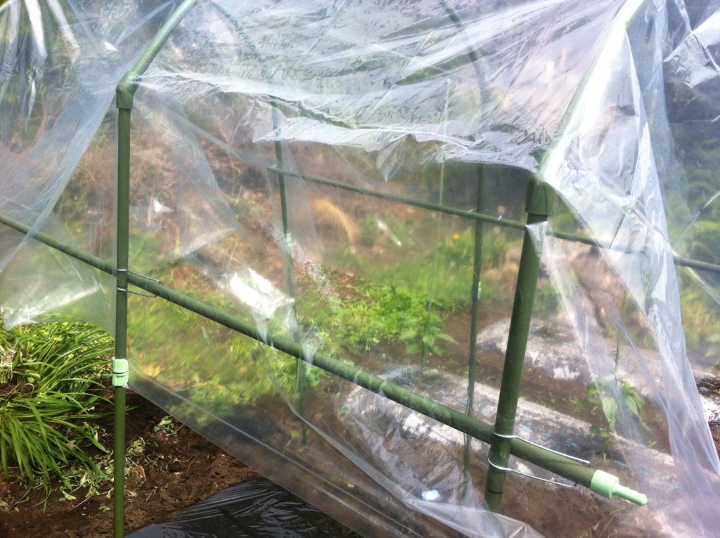 トマト雨よけ菜園セット③