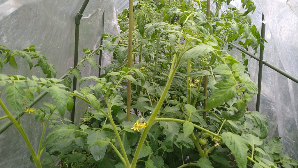 トマトの肥料不足の症状(6月27日)