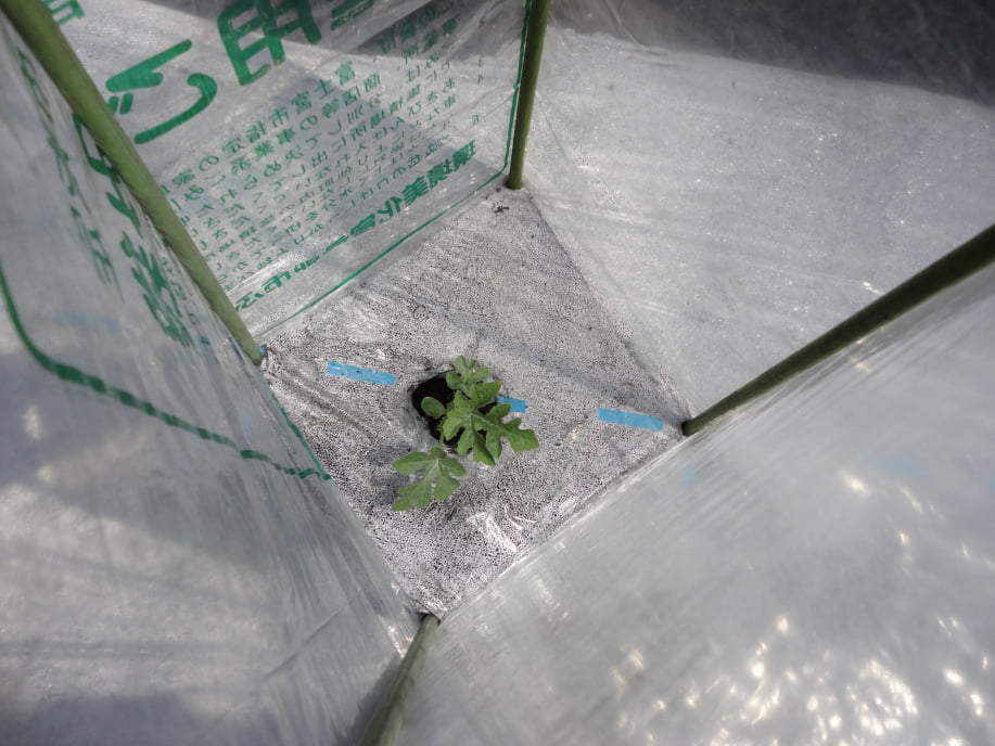 すいかの苗の植え付け③