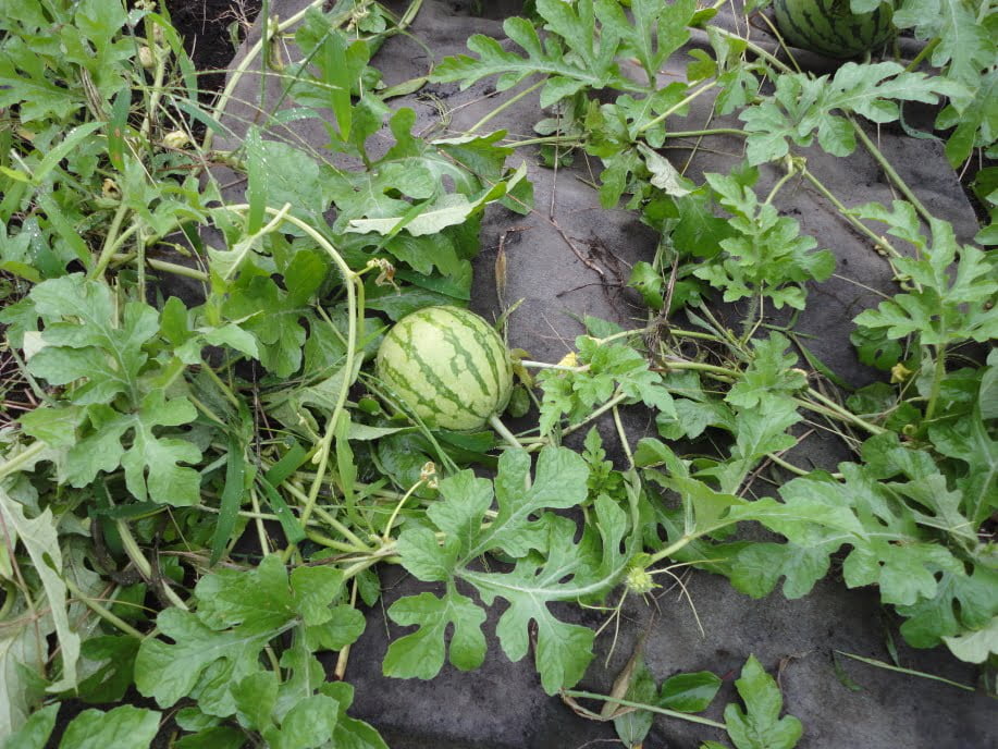 dsc00584