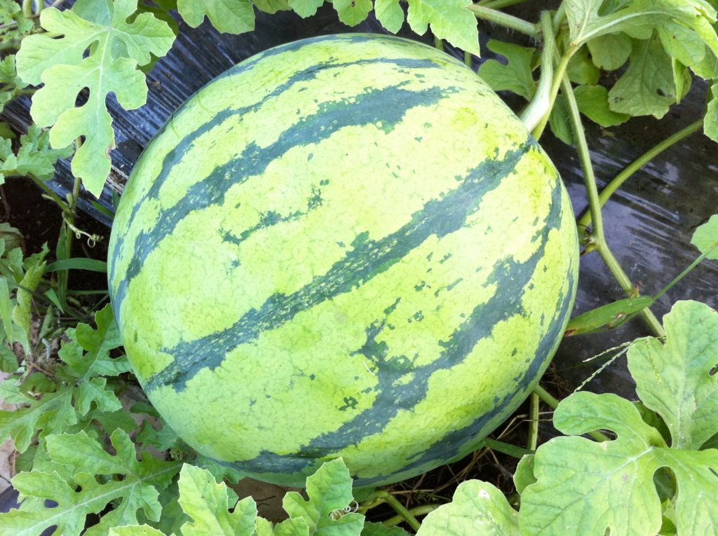 収穫前のすいか(7月下旬)